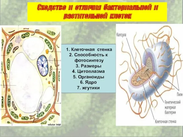 Сходство и отличия бактериальной и растительной клеток 1. Клеточная стенка 2. Способность к