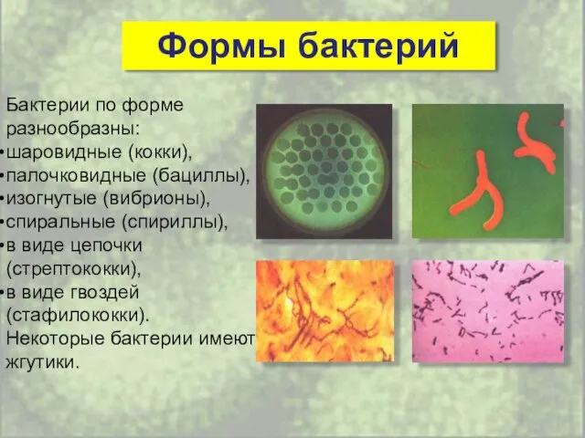 Формы бактерий Бактерии по форме разнообразны: шаровидные (кокки), палочковидные (бациллы), изогнутые (вибрионы), спиральные