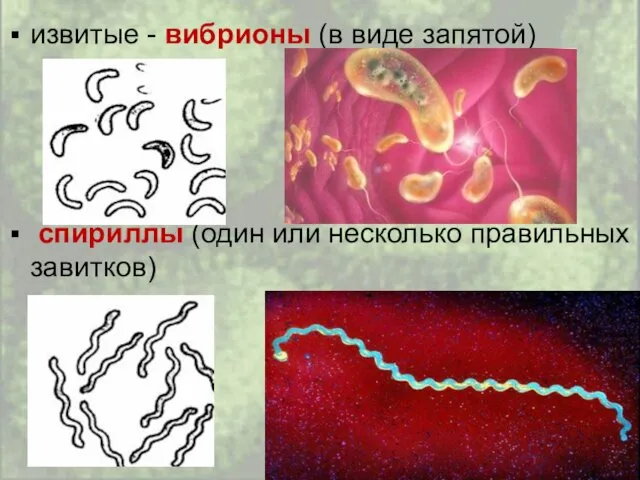 извитые - вибрионы (в виде запятой) спириллы (один или несколько правильных завитков)