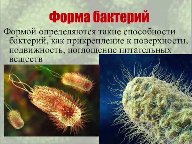Формой определяются такие способности бактерий, как прикрепление к поверхности, подвижность, поглощение питательных веществ Форма бактерий