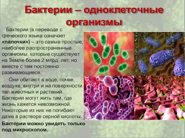 Бактерии – одноклеточные организмы Бактерии (в переводе с греческого языка означает «палочки») –