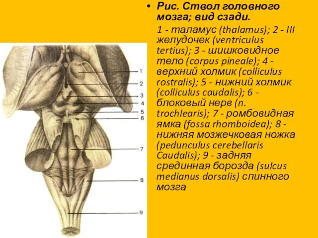 Рис. Ствол головного мозга; вид сзади. 1 - таламус (thalamus); 2 - III