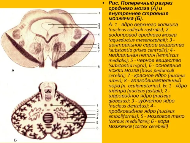 Рис. Поперечный разрез среднего мозга (А) и внутреннее строение мозжечка (Б). А: 1