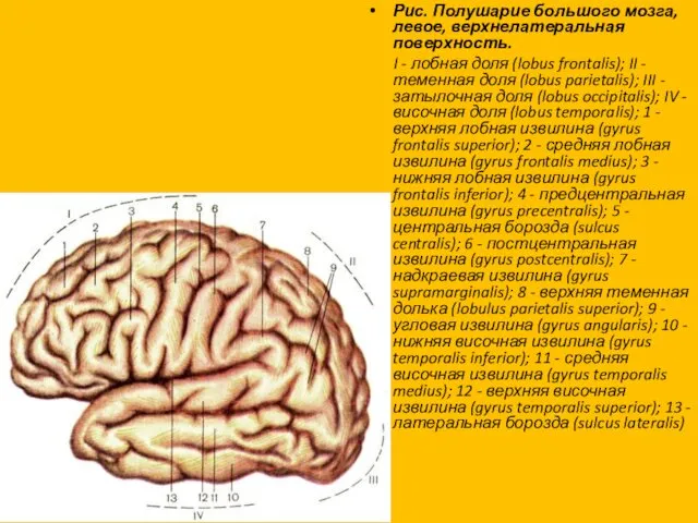 Рис. Полушарие большого мозга, левое, верхнелатеральная поверхность. I - лобная доля (lobus frontalis);