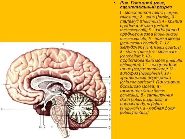 Рис. Головной мозг, сагиттальный разрез. 1 - мозолистое тело (corpus callosum); 2 -