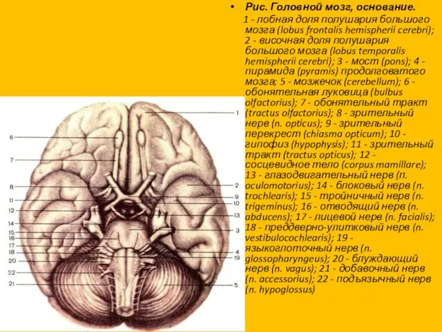 Рис. Головной мозг, основание. 1 - лобная доля полушария большого мозга (lobus frontalis