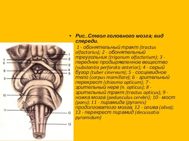 Рис..Ствол головного мозга; вид спереди. 1 - обонятельный тракт (tractus