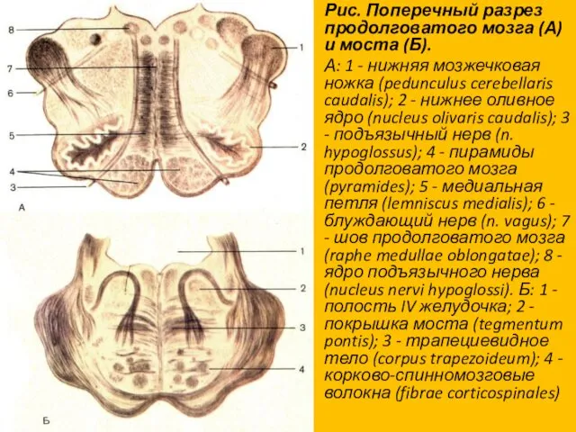 Рис. Поперечный разрез продолговатого мозга (А) и моста (Б). А: 1 - нижняя