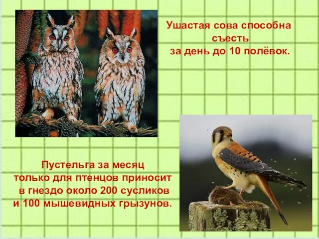 Ушастая сова способна съесть за день до 10 полёвок. Пустельга за месяц только