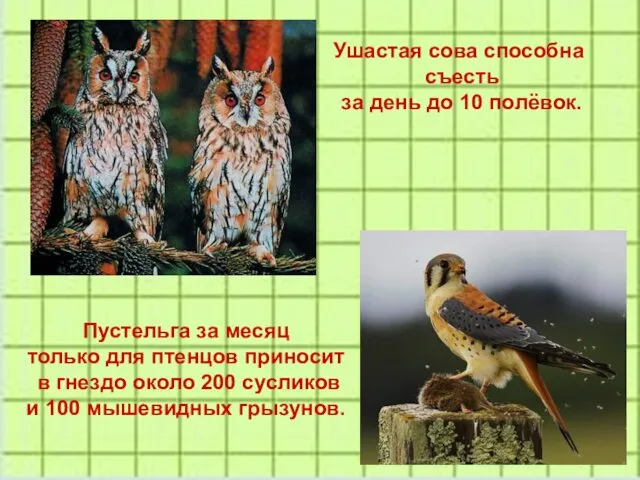 Ушастая сова способна съесть за день до 10 полёвок. Пустельга