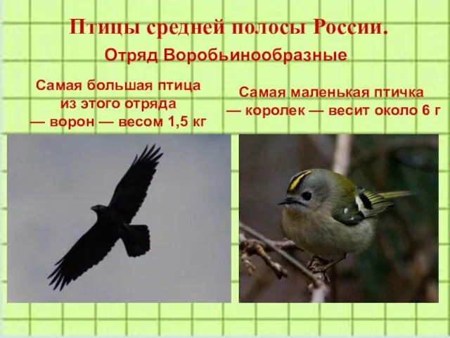 Птицы средней полосы России. Отряд Воробьинообразные Самая большая птица из этого отряда —