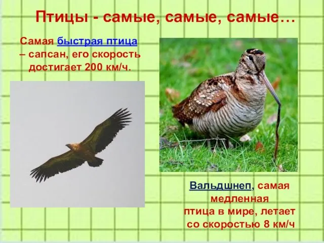 Птицы - самые, самые, самые… Самая быстрая птица – сапсан, его скорость достигает