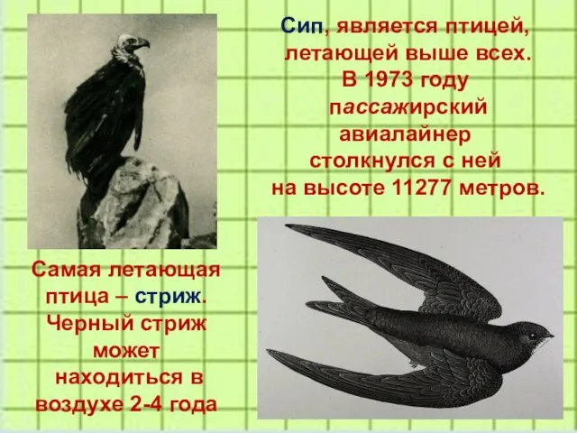 Самая летающая птица – стриж. Черный стриж может находиться в воздухе 2-4 года
