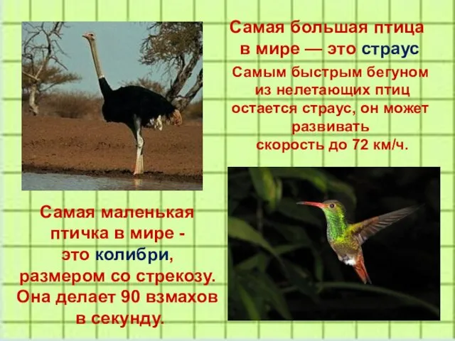 Самая большая птица в мире — это страус Самая маленькая птичка в мире