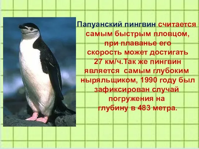 Папуанский пингвин считается самым быстрым пловцом, при плаванье его скорость может достигать 27