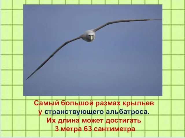 Самый большой размах крыльев у странствующего альбатроса. Их длина может достигать 3 метра 63 сантиметра