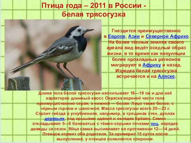 Птица года – 2011 в России - белая трясогузка Гнездится преимущественно в Европе,