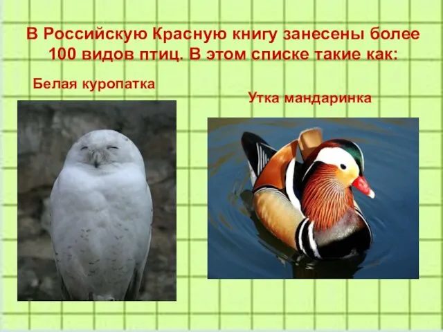 В Российскую Красную книгу занесены более 100 видов птиц. В этом списке такие