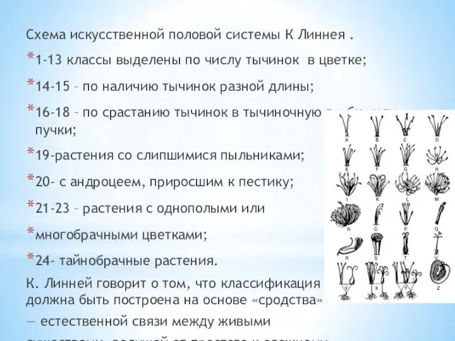 Схема искусственной половой системы К Линнея . 1-13 классы выделены