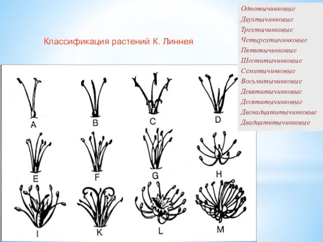 Классификация растений К. Линнея linne1a.tif Однотычинковые Двухтычинковые Трехтычинковые Четырехтычинковые Пятитычинковые