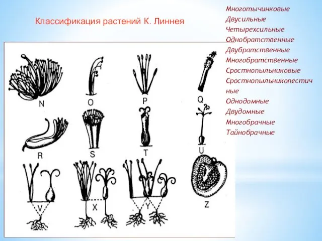 Классификация растений К. Линнея linne2a.tif Многотычинковые Двусильные Четырехсильные Однобратственные Двубратственные