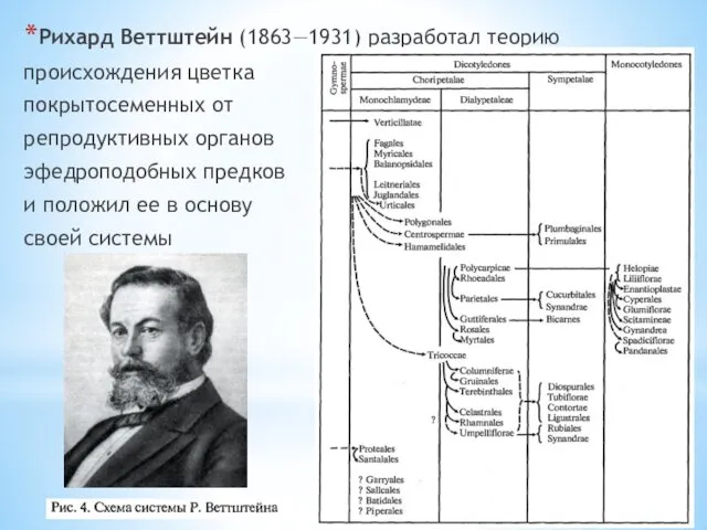 Рихард Веттштейн (1863—1931) разработал теорию происхождения цветка покрытосеменных от репродуктивных