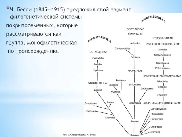 Ч. Бесси (1845—1915) предложил свой вариант филогенетической системы покрытосеменных, которые рассматриваются как группа, монофилетическая по проис­хождению.