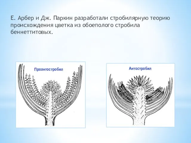 Е. Арбер и Дж. Паркин разработали стробилярную теорию происхождения цветка из обоеполого стробила беннеттитовых. Проантостробил Антостробил