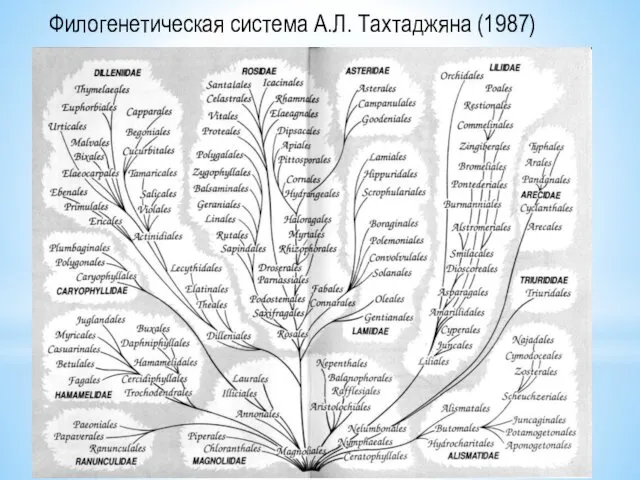 Филогенетическая система А.Л. Тахтаджяна (1987)