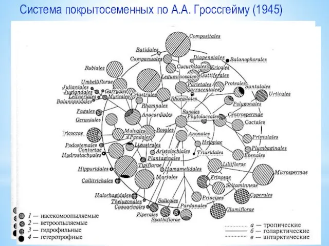 Cистема покрытосеменных по А.А. Гроссгейму (1945)