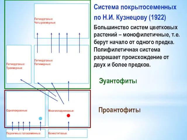 Cистема покрытосеменных по Н.И. Кузнецову (1922) Большинство систем цветковых растений