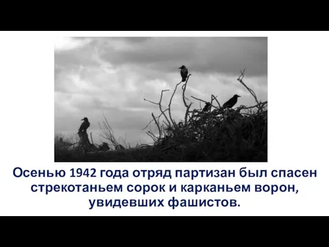 Осенью 1942 года отряд партизан был спасен стрекотаньем сорок и карканьем ворон, увидевших фашистов.