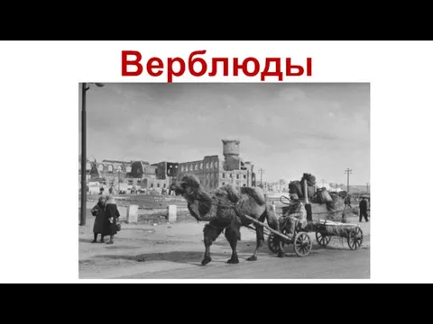 Верблюды