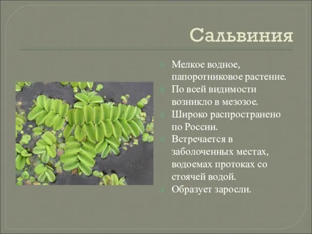 Сальвиния Мелкое водное, папоротниковое растение. По всей видимости возникло в