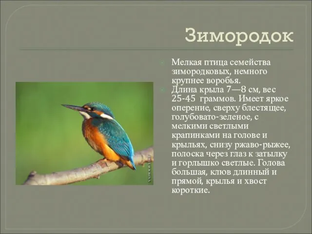 Зимородок Мелкая птица семейства зимородковых, немного крупнее воробья. Длина крыла