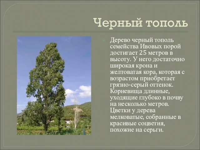 Черный тополь Дерево черный тополь семейства Ивовых порой достигает 25
