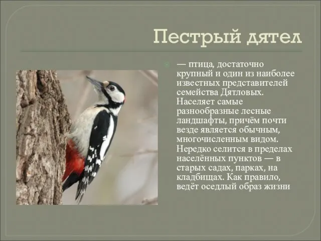 Пестрый дятел — птица, достаточно крупный и один из наиболее