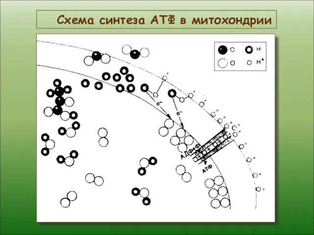 Схема синтеза АТФ в митохондрии