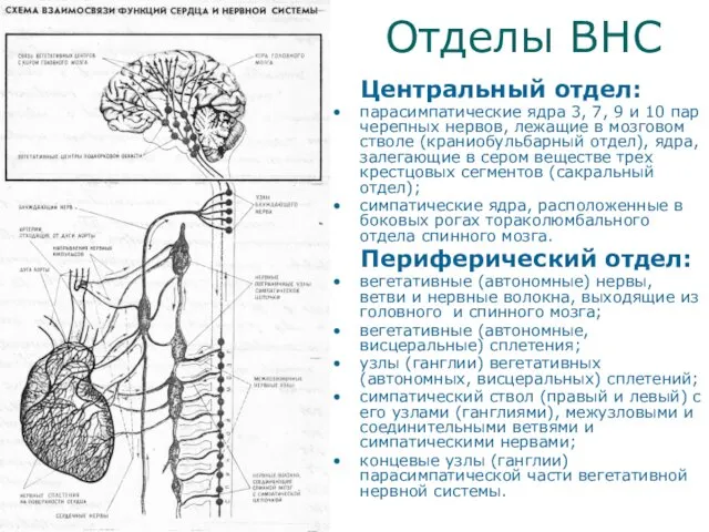 Отделы ВНС Центральный отдел: парасимпатические ядра 3, 7, 9 и 10 пар черепных