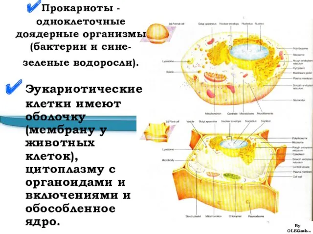 Прокариоты - одноклеточные доядерные организмы (бактерии и сине-зеленые водоросли). Эукариотические