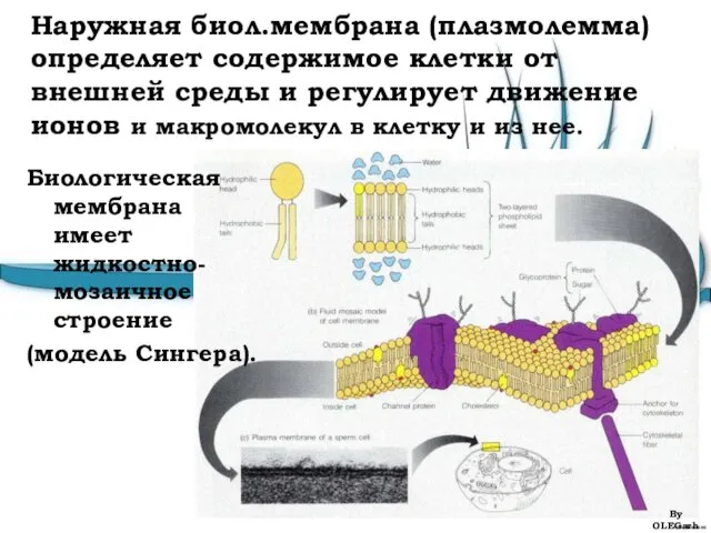 Наружная биол.мембрана (плазмолемма) определяет содержимое клетки от внешней среды и