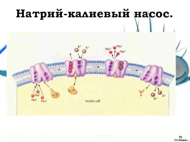 Натрий-калиевый насос. By OLEGarh