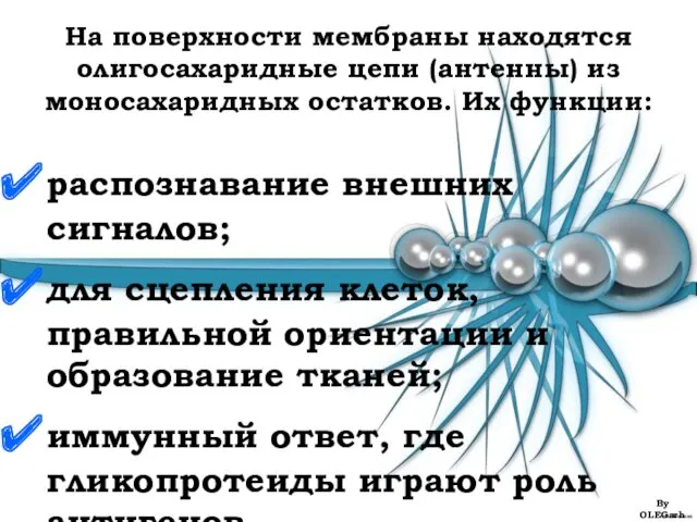 На поверхности мембраны находятся олигосахаридные цепи (антенны) из моносахаридных остатков.