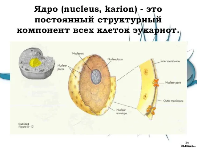 Ядро (nucleus, karion) - это постоянный структурный компонент всех клеток эукариот. By OLEGarh