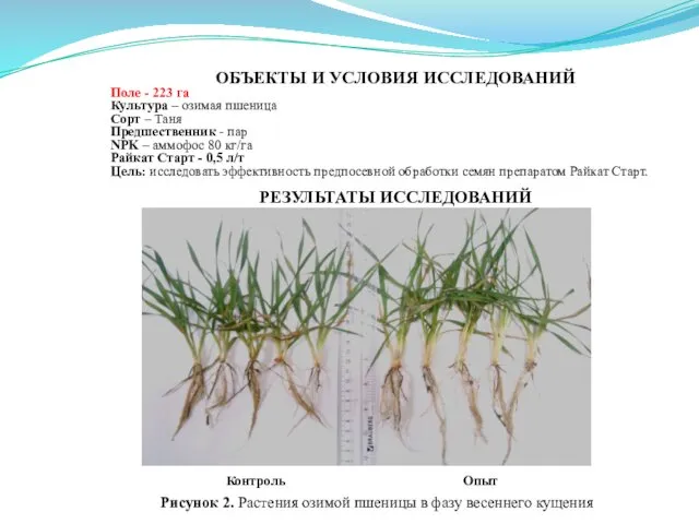 Контроль Опыт Рисунок 2. Растения озимой пшеницы в фазу весеннего