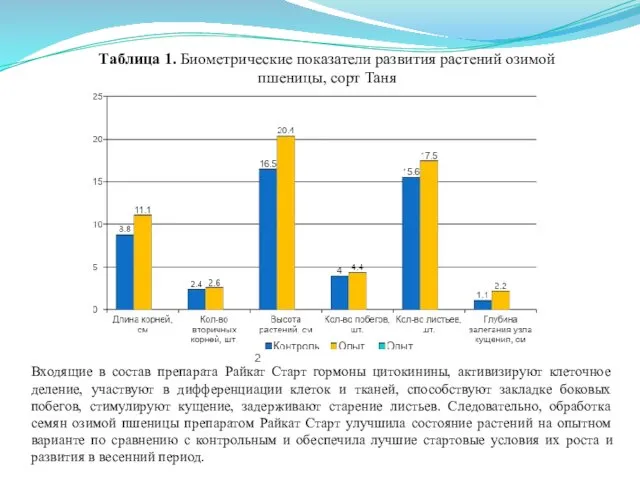 Таблица 1. Биометрические показатели развития растений озимой пшеницы, сорт Таня