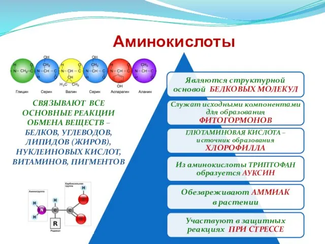 Аминокислоты СВЯЗЫВАЮТ ВСЕ ОСНОВНЫЕ РЕАКЦИИ ОБМЕНА ВЕЩЕСТВ – БЕЛКОВ, УГЛЕВОДОВ, ЛИПИДОВ (ЖИРОВ), НУКЛЕИНОВЫХ КИСЛОТ, ВИТАМИНОВ, ПИГМЕНТОВ