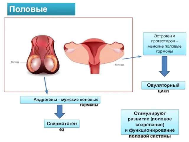 Половые железы Андрогены – мужские половые гормоны Сперматогенез Эстроген и