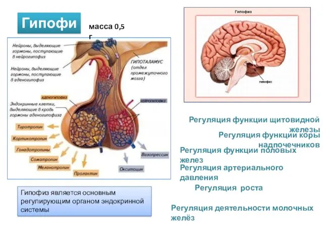 Гипофиз масса 0,5 г Гипофиз является основным регулирующим органом эндокринной