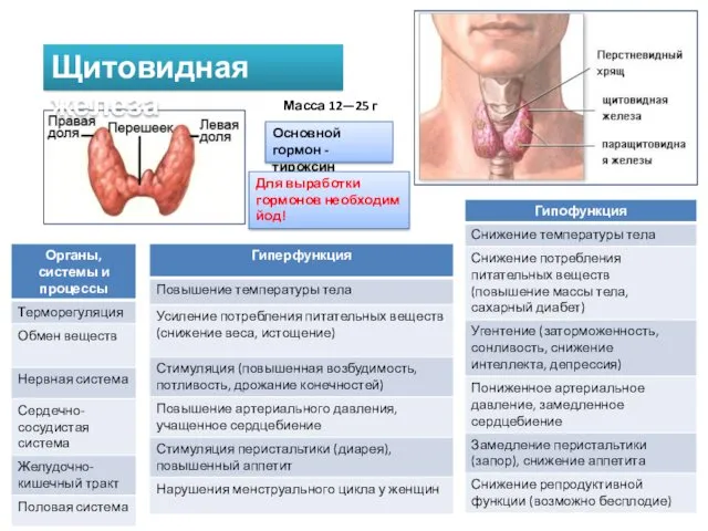 Щитовидная железа Масса 12—25 г Основной гормон - тироксин Для выработки гормонов необходим йод!